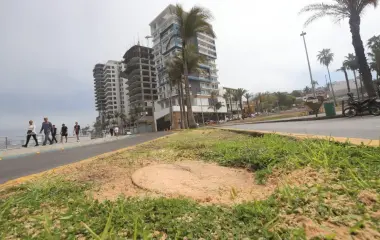 Las dos palmeras taladas en el Paseo Claussen, en Mazatlán, podrían representar un delito ambiental, según ambientalistas.