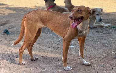 La Fundación Balto y Togo atiende casos de maltrato y abandono animal en distintos municipios de Sinaloa.