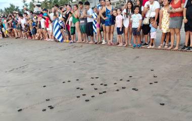 Oleaje y mal tiempo reducirían la liberación de tortugas marinas en Mazatlán este 2026.