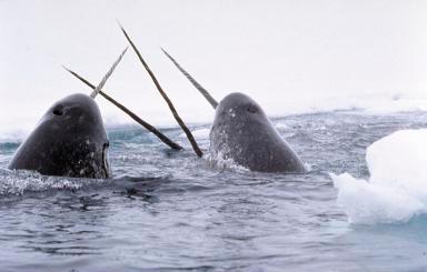 Las orcas están en aumento en el Ártico