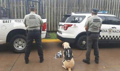 En Culiacán, binomio canino de la Guardia Nacional localiza más de medio kilo de ‘crystal’ oculto en bocina