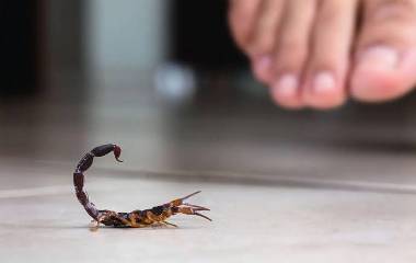 Autoridades de Salud recomiendan mantener patios limpios y evitar remedios caseros ante picaduras o mordeduras de animales ponzoñosos.