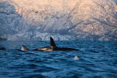 Las orcas están en aumento en el Ártico