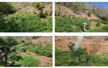 Militares destruyen tres plantíos de marihuana en la sierra de Badiraguato tras operativo.
