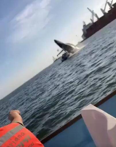 Del asombro al pánico: Ballena cae sobre yate en Topolobampo; reportan 4 heridos