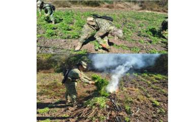 Personal militar encontró un plantío de mil 100 metros cuadrados de superficie, con alrededor de 15 plantas de mariguana por cada metro cuadrado.