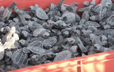 Hasta el momento el grupo ha liberado 60 mil tortugas.