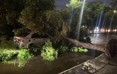 Un adulto mayor resultó con un golpe menor luego de que el ejemplar se desplomara durante la tormenta registrada este viernes.