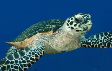 La tortuga Carey se encuentra en peligro crítico de extinción.