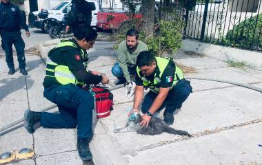 Bomberos sofocaron un incendio en la colonia Scally, en Los Mochis, y rescataron a cuatro gatos.