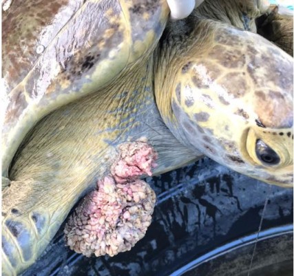 Hallan dos tortugas con enormes tumores de fibropapiloma, en costas de Guasave