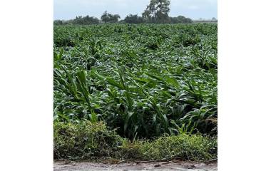 A pesar de que se cuenta con seguros agrícolas, productores de Sinaloa enfrentan pérdidas económicas, advierten.