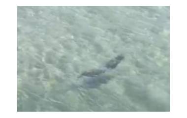 Una nutria captada en el Río Piaxtla, en San Ignacio.