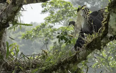 Hembra de águila crestada (Morphnus guianensis) llegando a su nido con una rama mientras es monitoreada a través de dos cámaras trampa previamente instaladas.