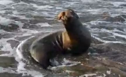 Lobos marinos rescatados en Navolato están vivos, pero graves: Zoológico de Culiacán