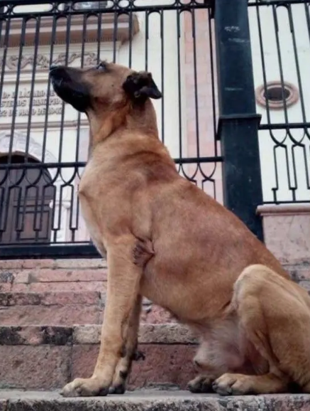 $!Estatua para ‘Capitán’ costará 154 mil pesos; recursos saldrán de Fundación Huellitas