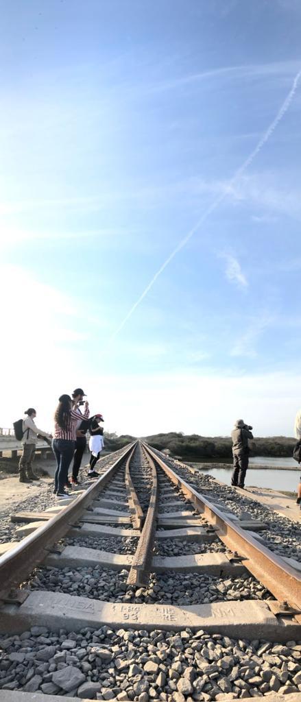 $!Mazatlán vuelve a destacar en el City Nature Challenge