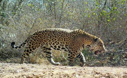 $!Un jaguar macho en el Chaco Paraguayo captado por una cámara trampa.