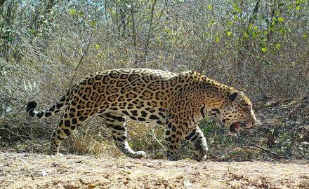 $!Un jaguar macho en el Chaco Paraguayo captado por una cámara trampa.