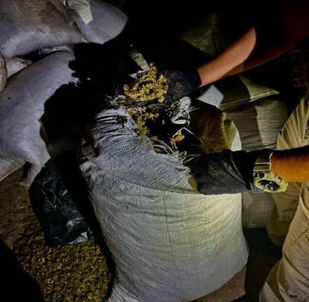Aseguran más de una tonelada de mariguana en Angostura