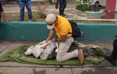 Vecinos capturaron un cocodrilo de más de dos metros en Mazatlán durante la mañana de este martes.