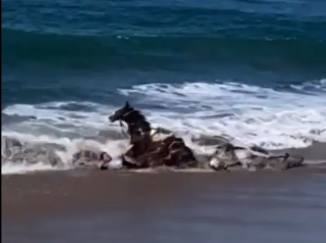 Caballos y sus jinetes fueron arrastrados por el mar en Mazatlán