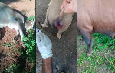 Alrededor de 10 denuncias diarias se reciben de animales que sufren por el gusano.