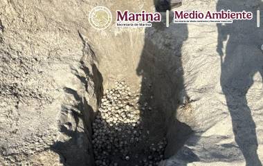 Entre el 6 y 7 de agosto, se recuperaron 9 mil 500 huevos, los cuales fueron abandonados en costales dentro de la vegetación de las dunas costeras del Santuario.