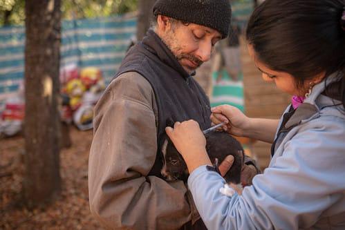 $!La vacunación y esterilización de perros y gatos domésticos son parte de las estrategias impulsadas para reducir amenazas sobre félidos silvestres.