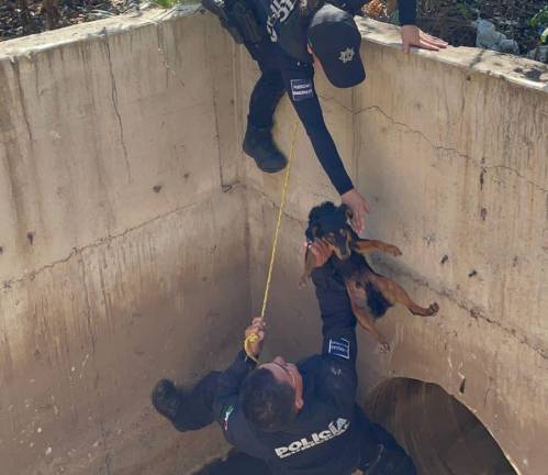 Policías municipales rescatan a perro en un canal pluvial.