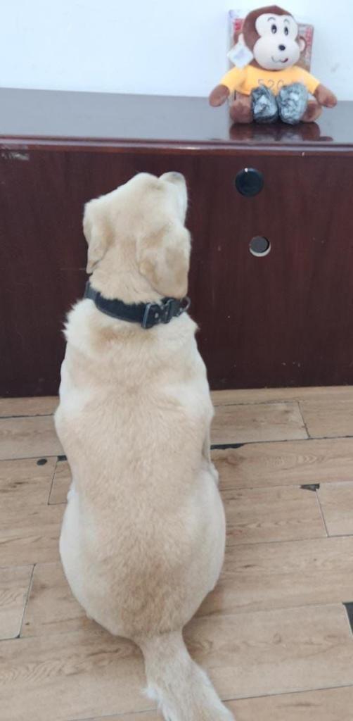 $!Aseguran simio de peluche relleno con cristal en Tijuana