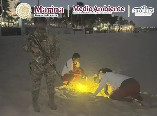$!Protegen arribazón de 140 tortugas golfinas en Cabo San Lucas, BCS