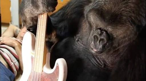Muere Koko, la gorila que se comunicaba con señas