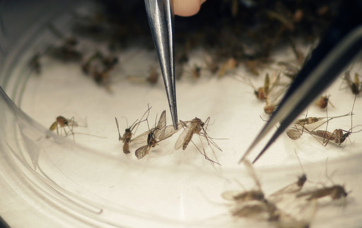 Florida combate mosquitos transmisores de zika con bacterias