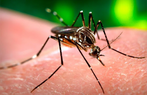 Sinaloa no solo lucha contra el Covid-19, los casos de dengue aumentan un 172%