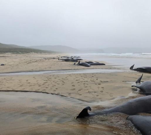 $!En Escocia, 55 ballenas piloto quedan varadas y mueren