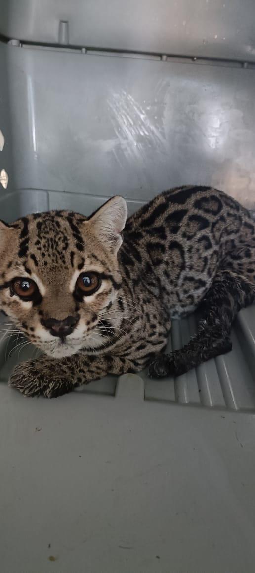 $!Más de 850 animales han sido rescatados por el Hospital de la Fauna del Gran Acuario, en Mazatlán