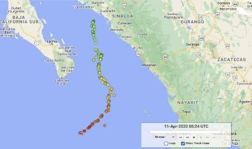 $!Tortuga liberada en Guasave ha recorrido alrededor de 500 kilómetros