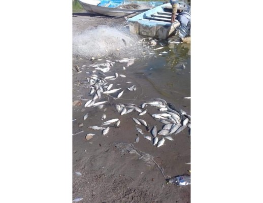 Aparecen entre 50 y 100 toneladas de peces muertos en la costa de Teacapán