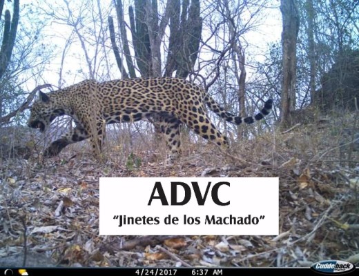 Jinetes de los Machado, la última escala en la defensa del jaguar en Sinaloa
