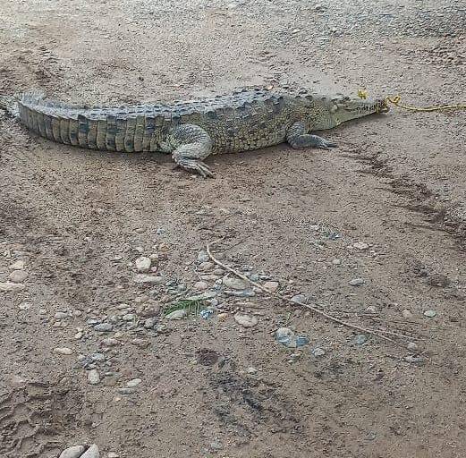 Capturan un cocodrilo en Eldorado y lo liberan en su hábitat natural