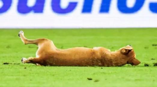 La escena desató risas en redes sociales y el partido terminó 3-2 a favor de Junior FC.