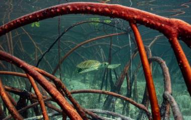 Una tortuga marina nada entre las raíces sumergidas de los manglares en aguas cristalinas, cerca de la superficie.