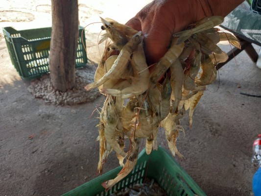 Escuinapa inicia capturas de camarón, pero no es lo que esperaban