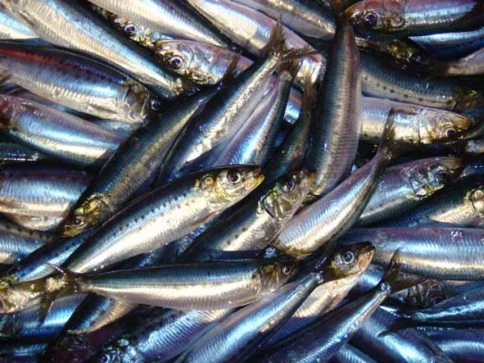 Establece Agricultura época y zonas de veda para pelágicos menores en el Golfo de California