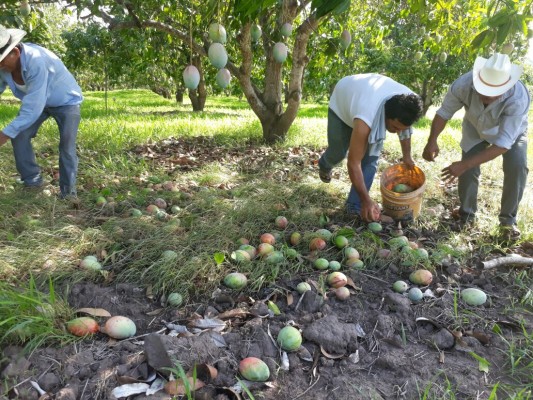 Destrozan vientos producción de mango en Escuinapa