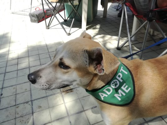 Adelantan Feria de Adopción de mascotas en Mazatlán