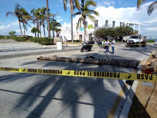 Trabajador del Ayuntamiento de Mazatlán muere tras caerle encima una palmera