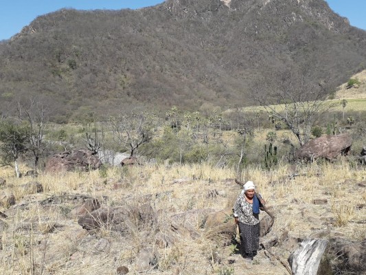 Maestros jubilados alfabetizarán a indígenas tarámaris de la sierra de Sinaloa municipio