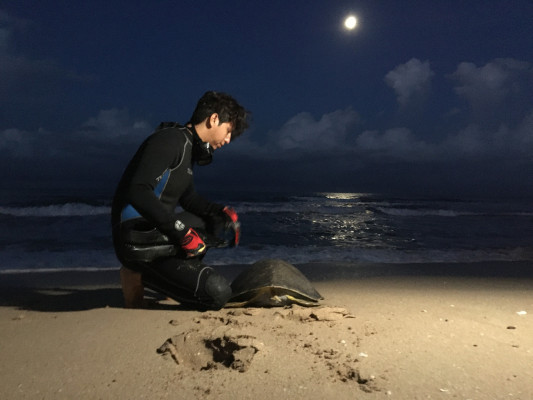 El Acuario salva a tortuga marina que fue hallada enmallada hace 27 días, y hoy la regresa al mar